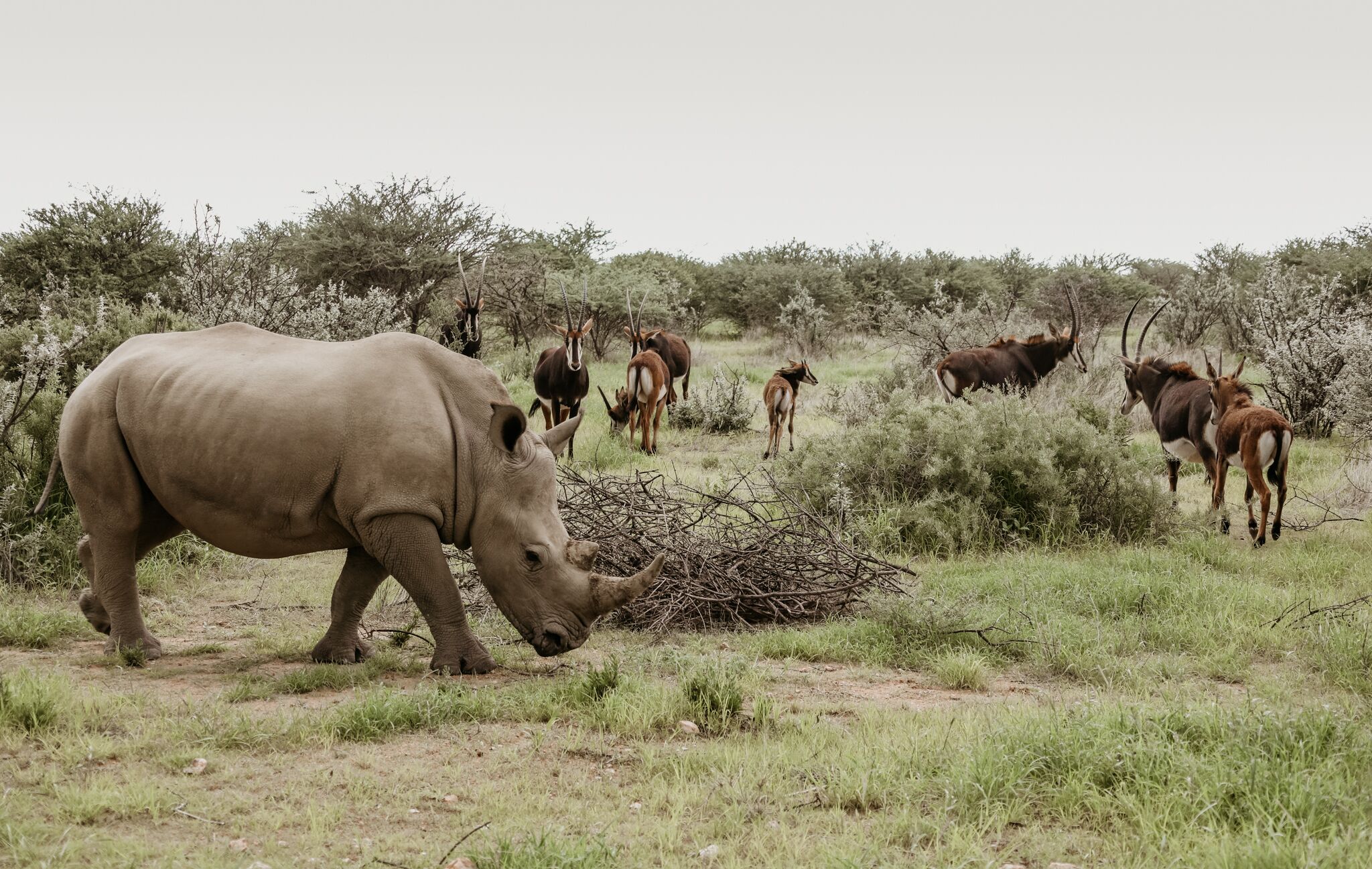 Okapuka Safari Lodge