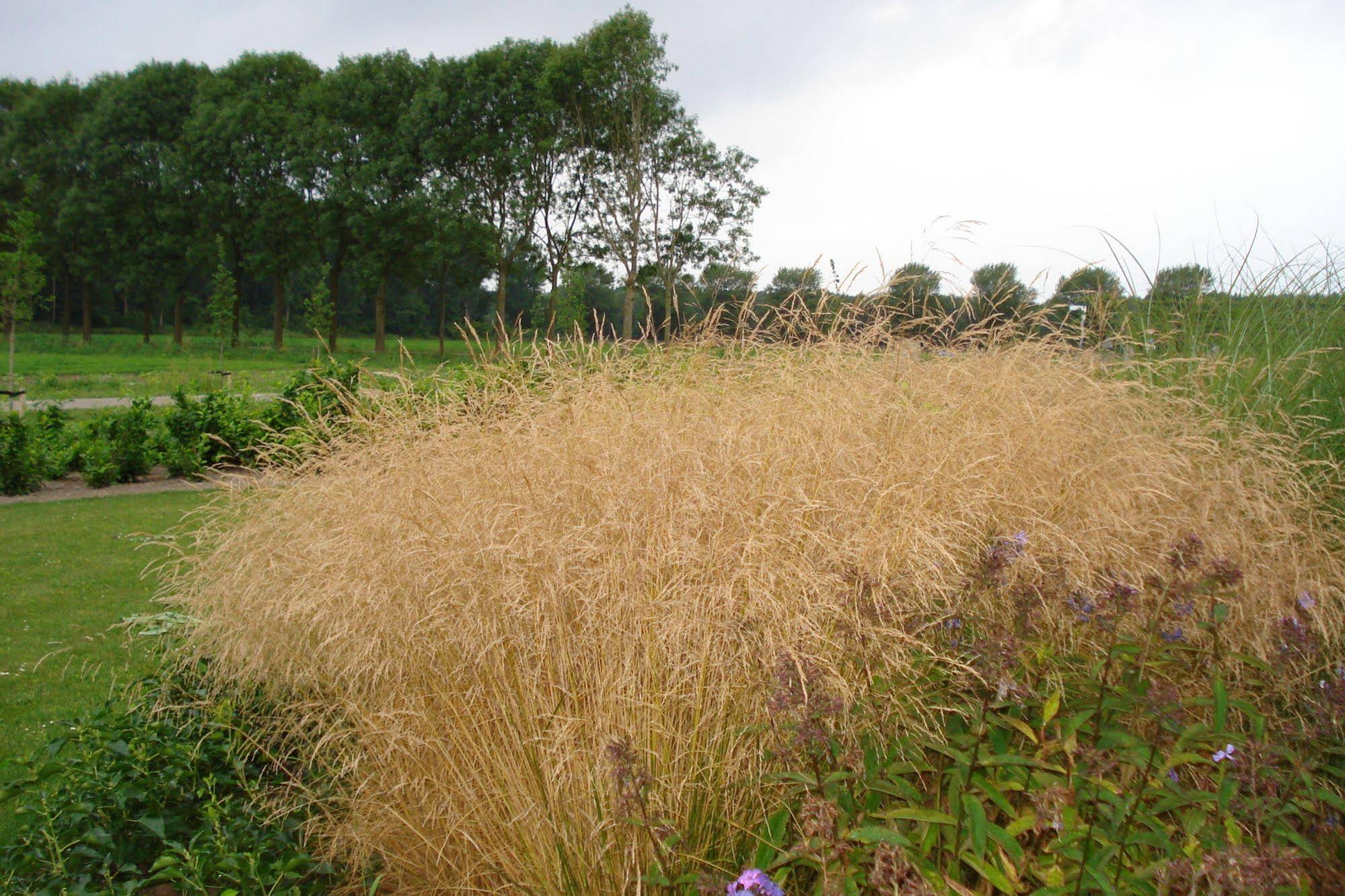 Lodgerie het Groene Geheim