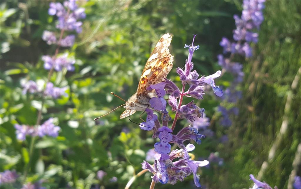 Kasteel de Vanenburg