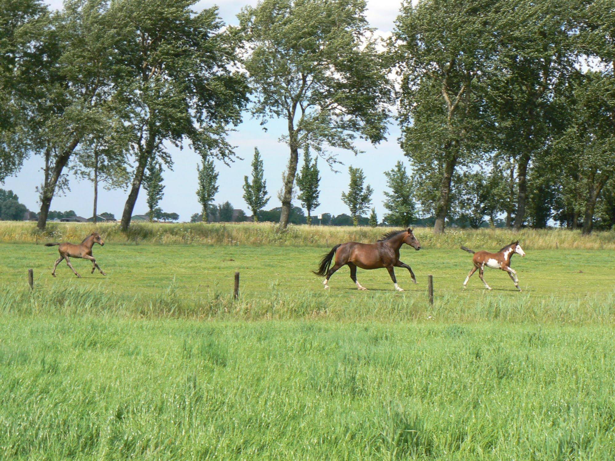 Groningen Buiten B&B