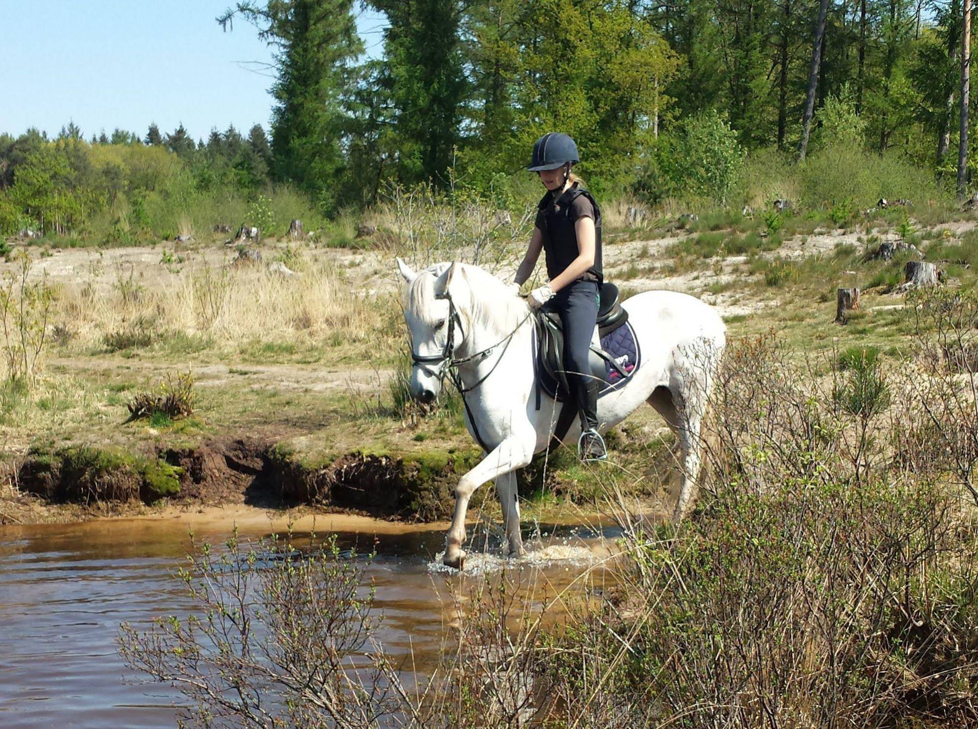 Horsetellerie Rheezerveen