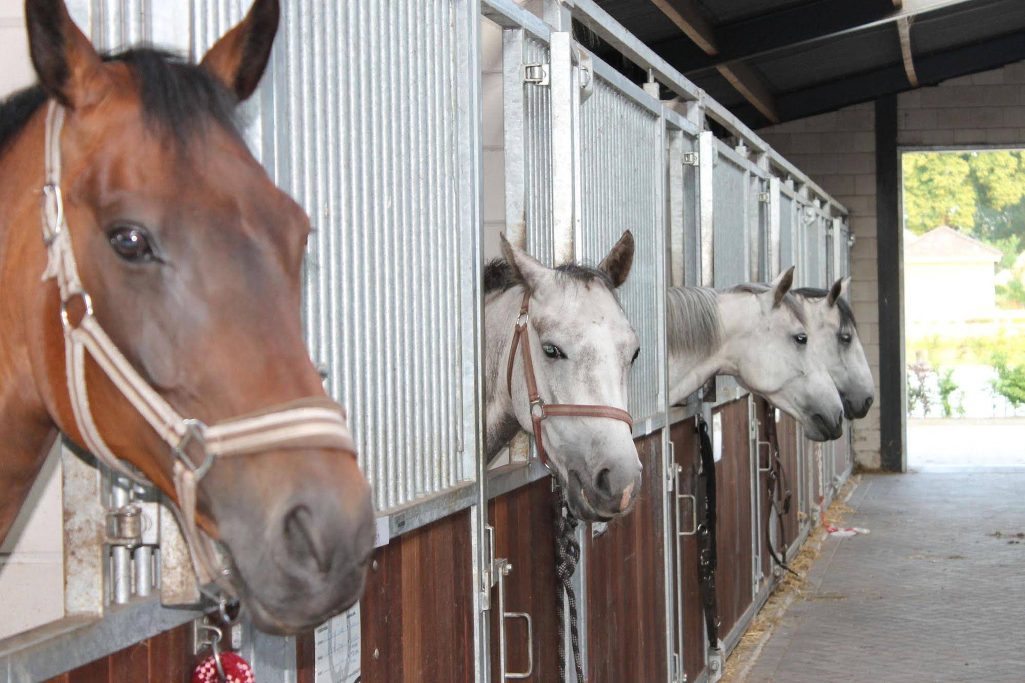 Horsetellerie Rheezerveen