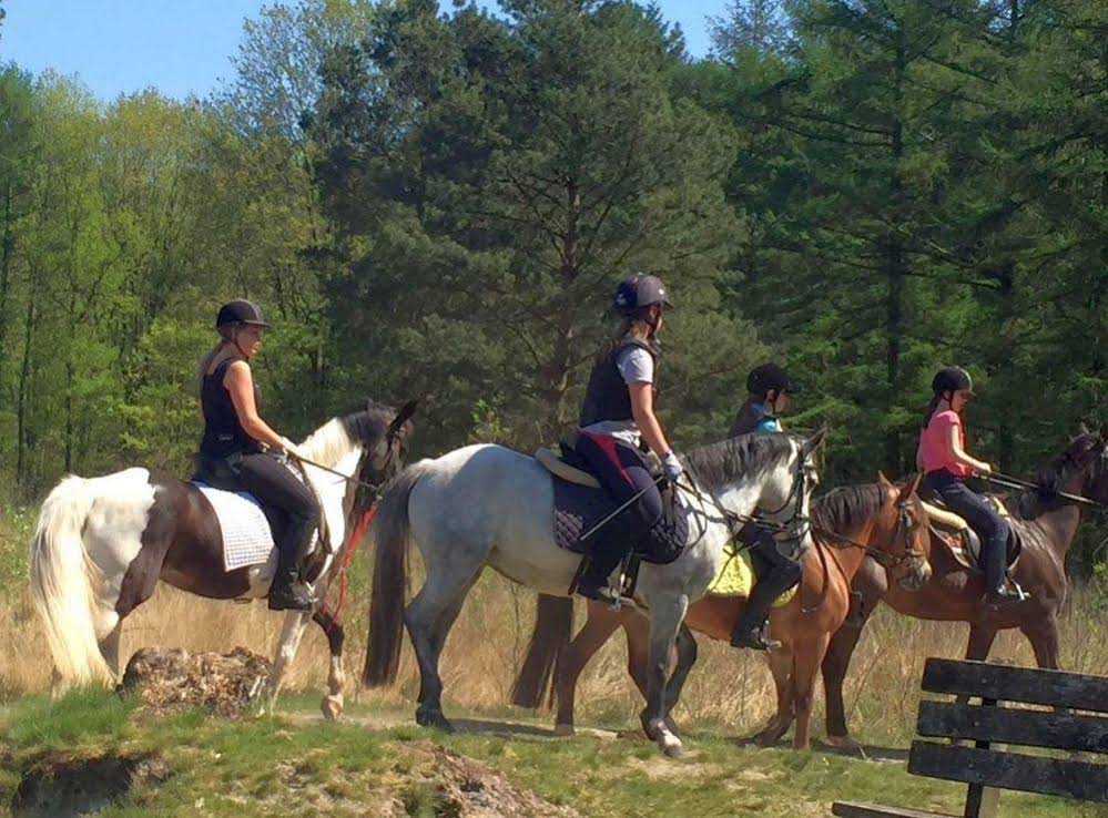 Horsetellerie Rheezerveen