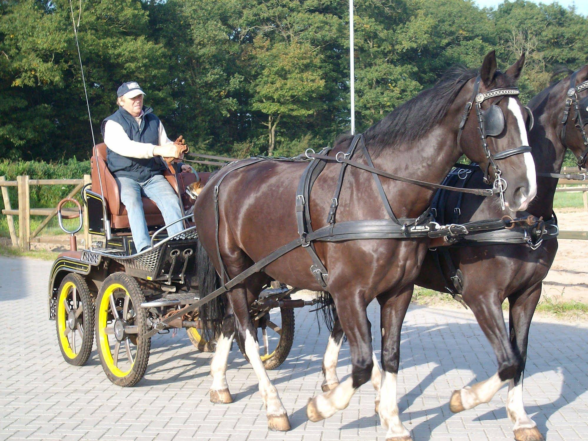 Horsetellerie Rheezerveen