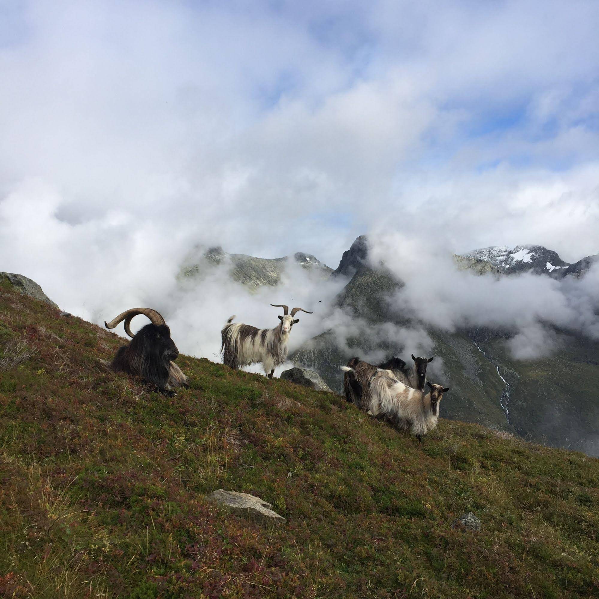 Rosendal Turisthotell
