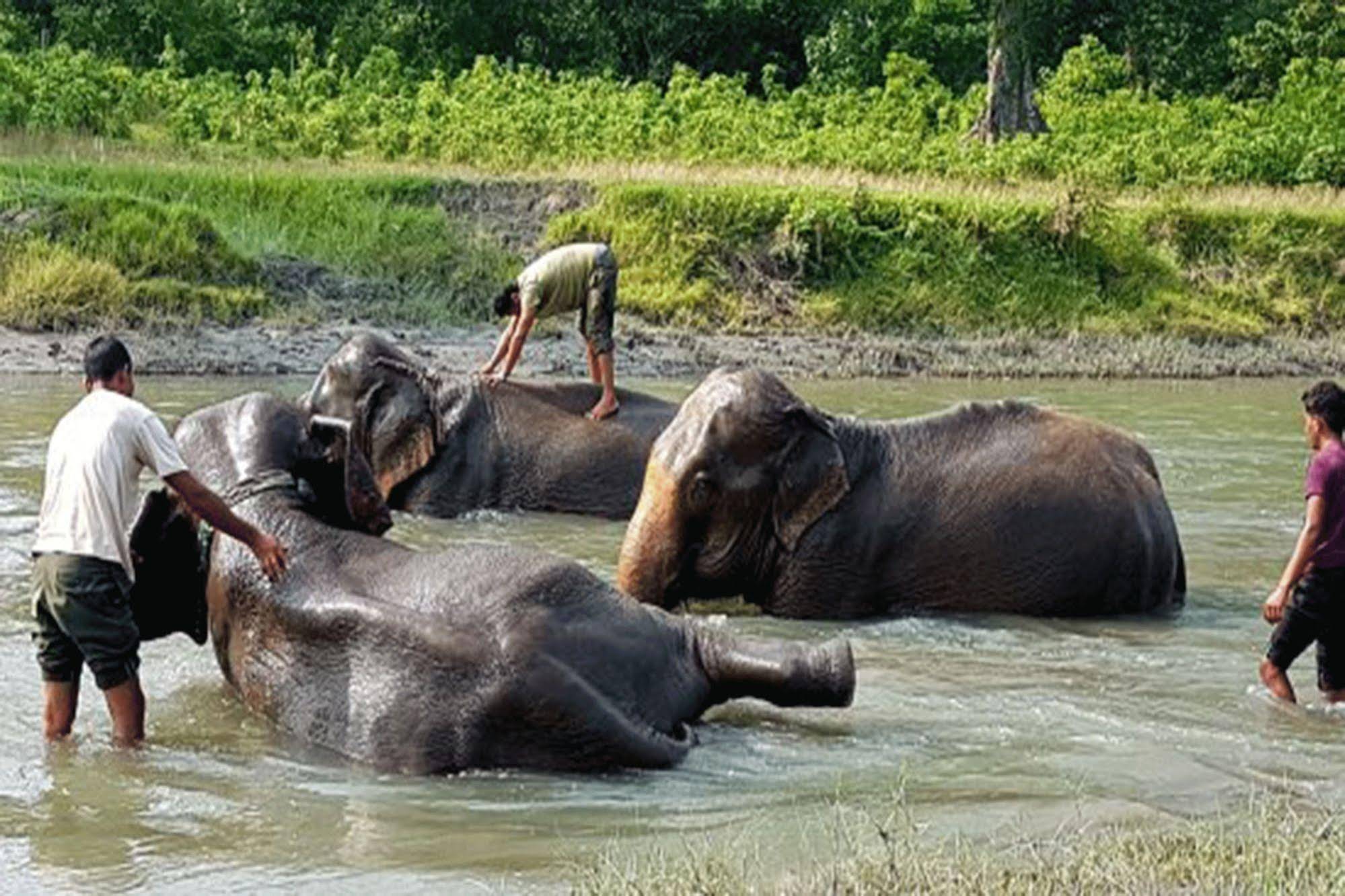 Tiger Tops Tharu Lodge
