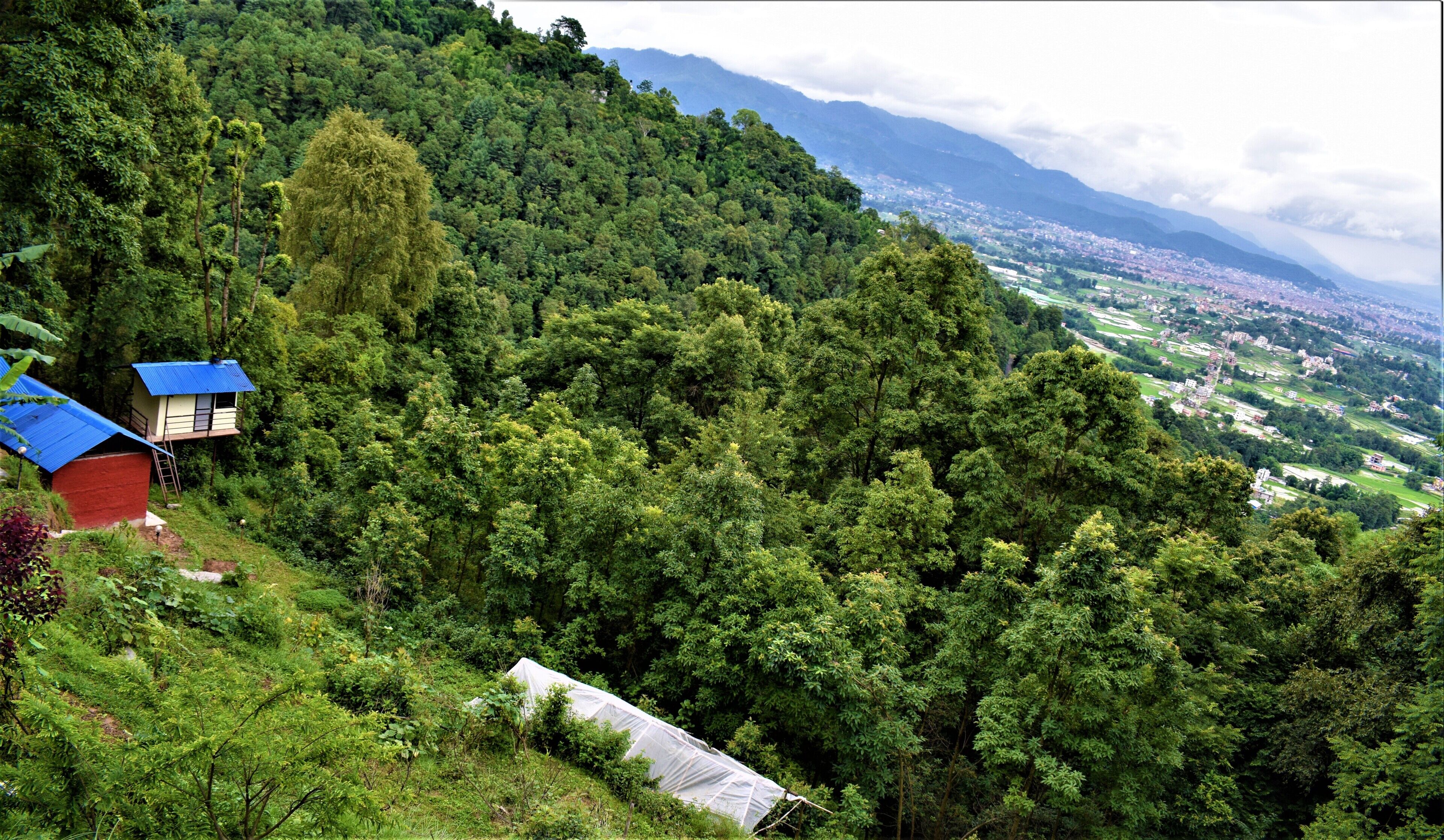 Jungle Crown Organic Homestay