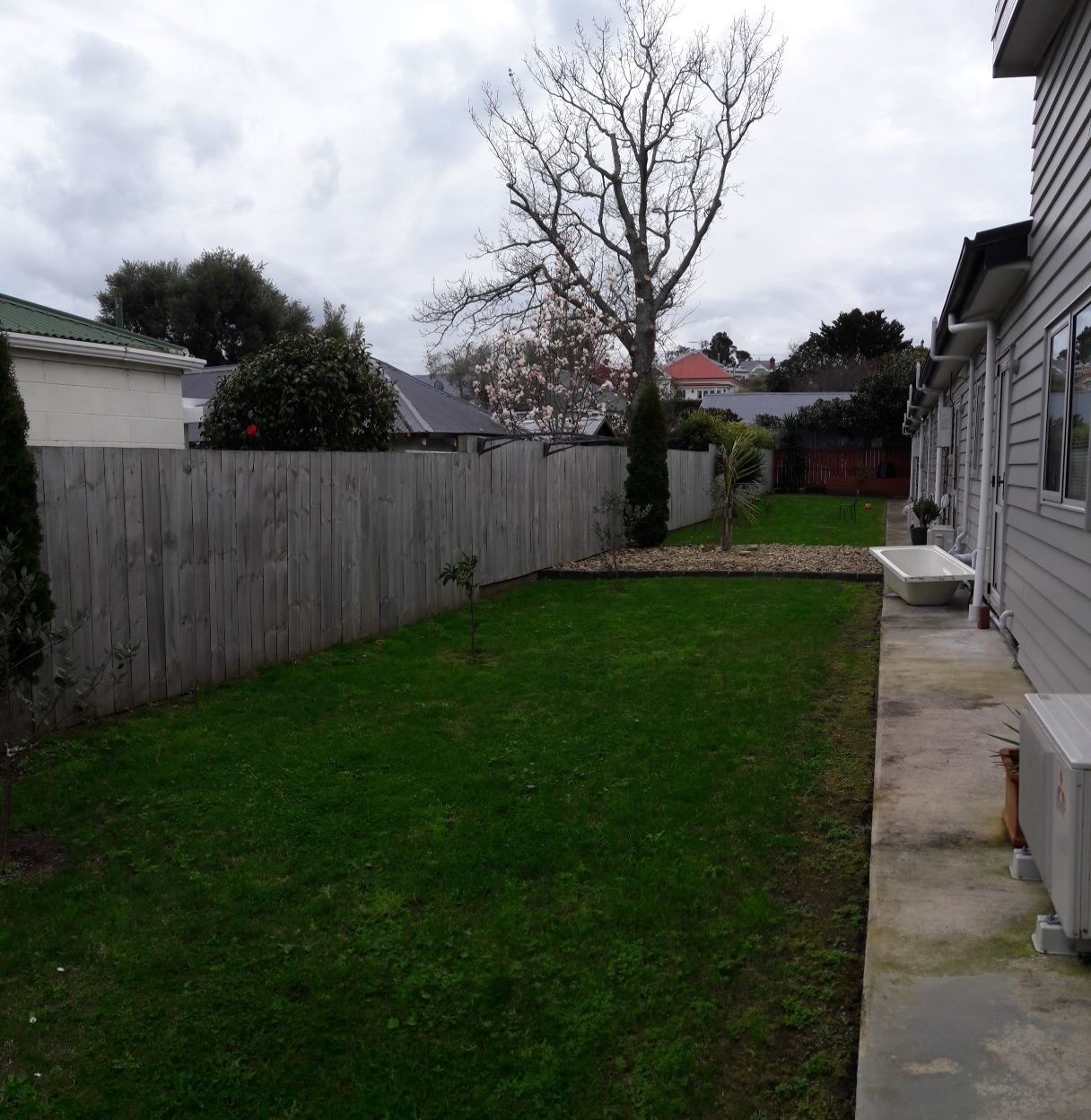 Auckland Phoenix Palm