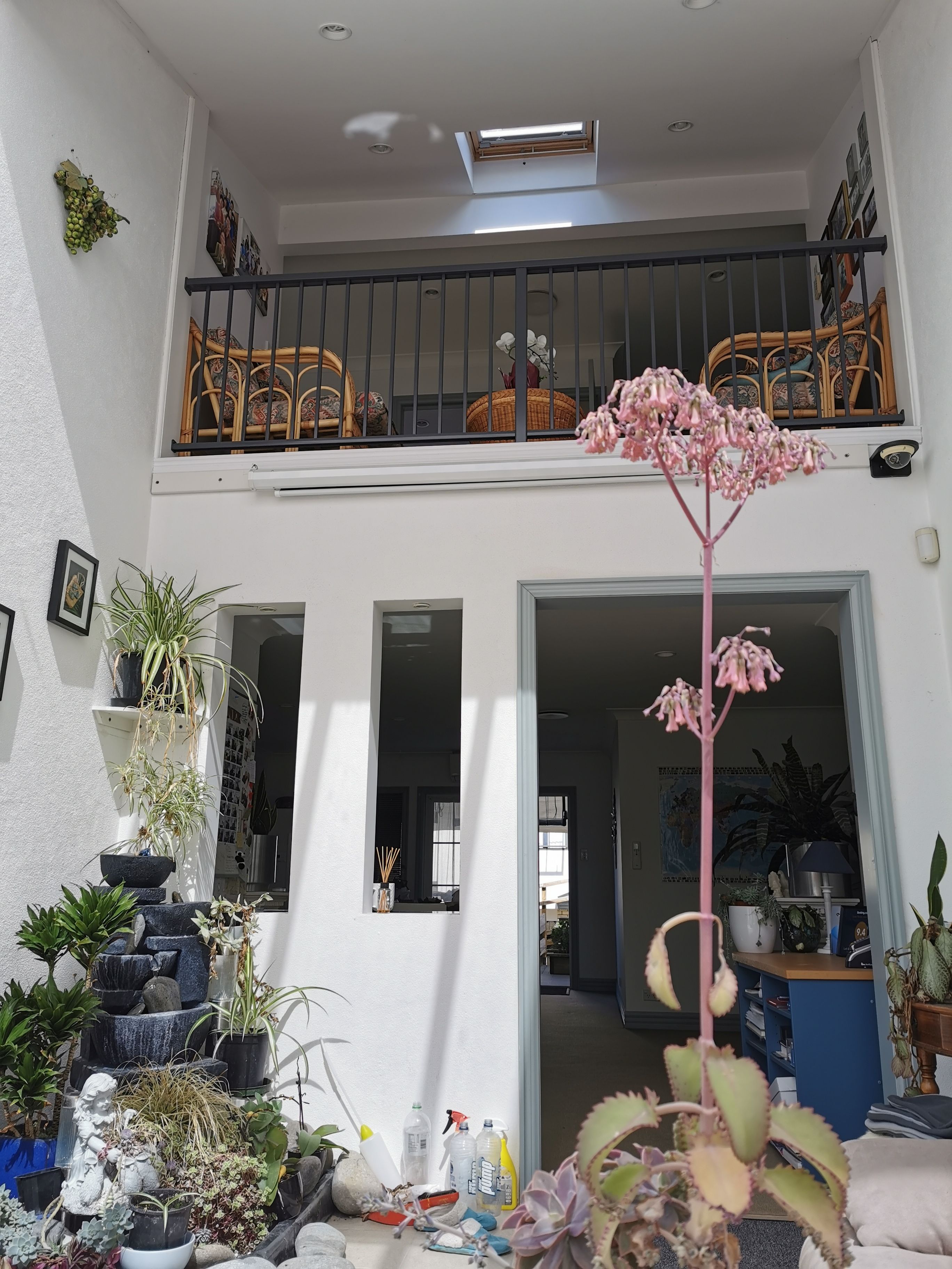 Lush & Co Auckland Bed & Breakfast