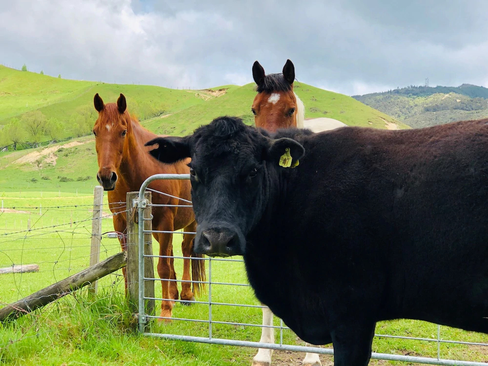 Mohaka River Farm