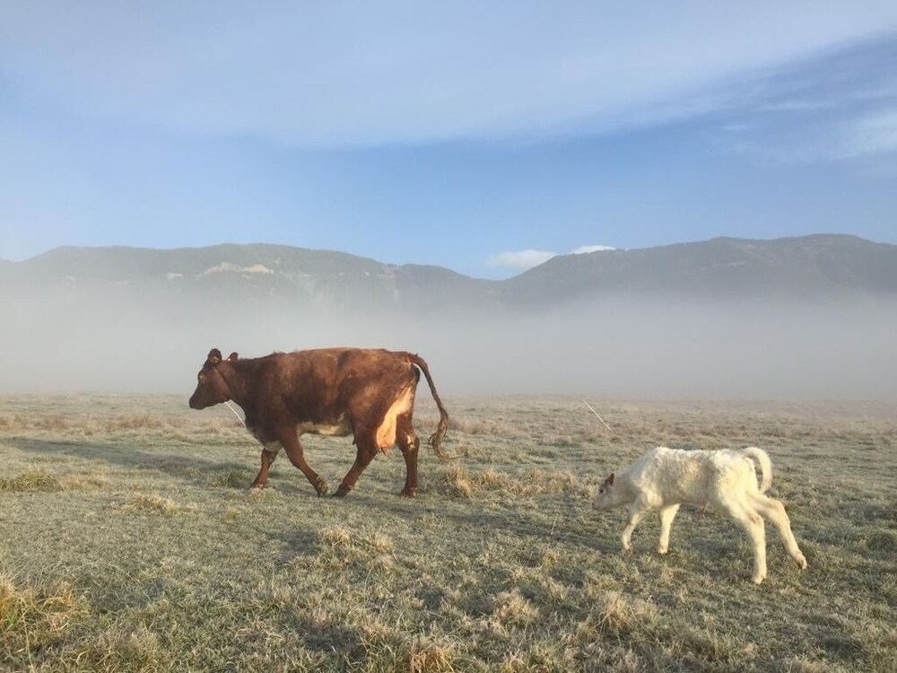 Mohaka River Farm