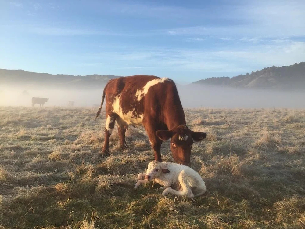 Mohaka River Farm