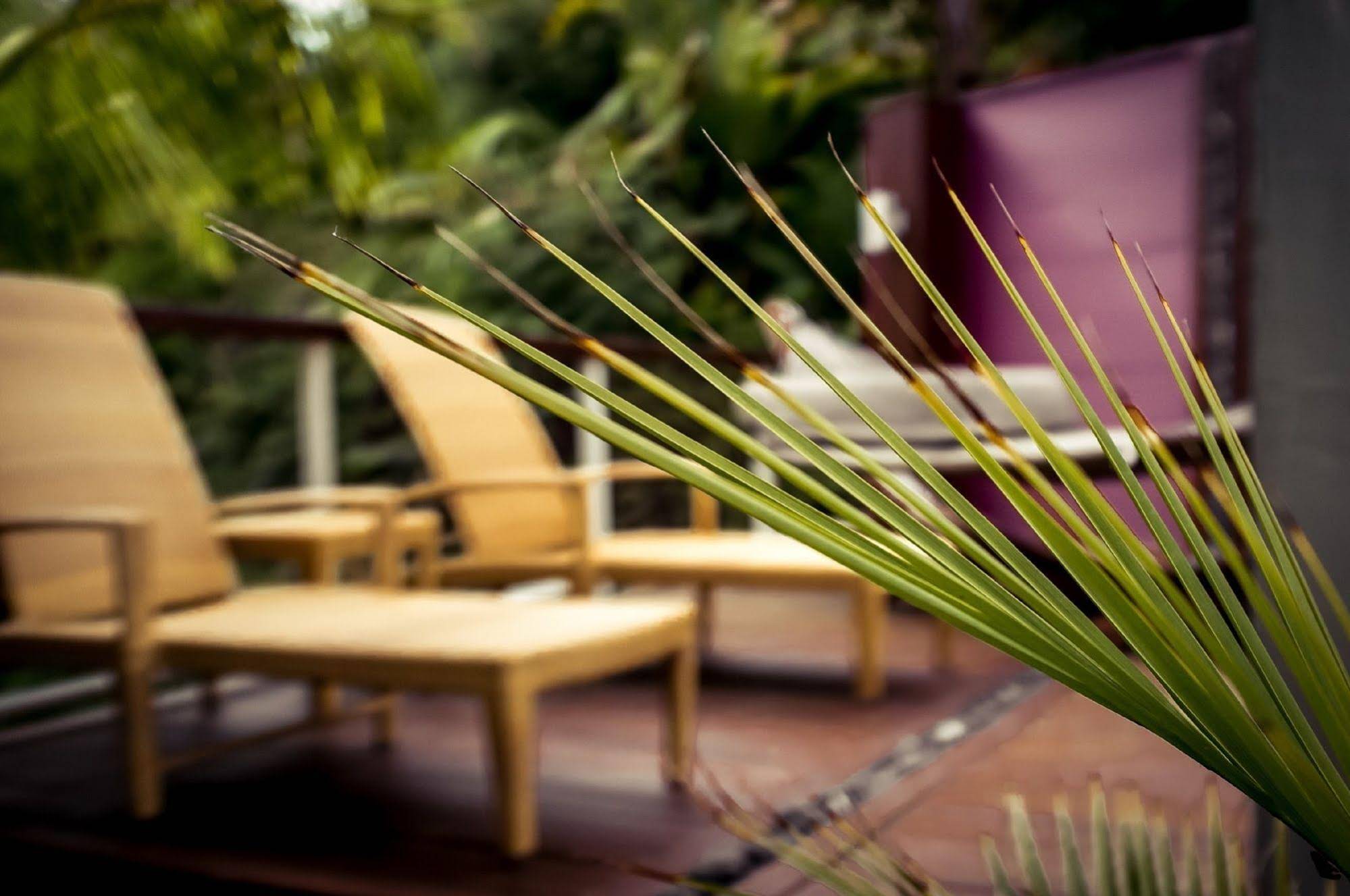 Sanctuary Palms