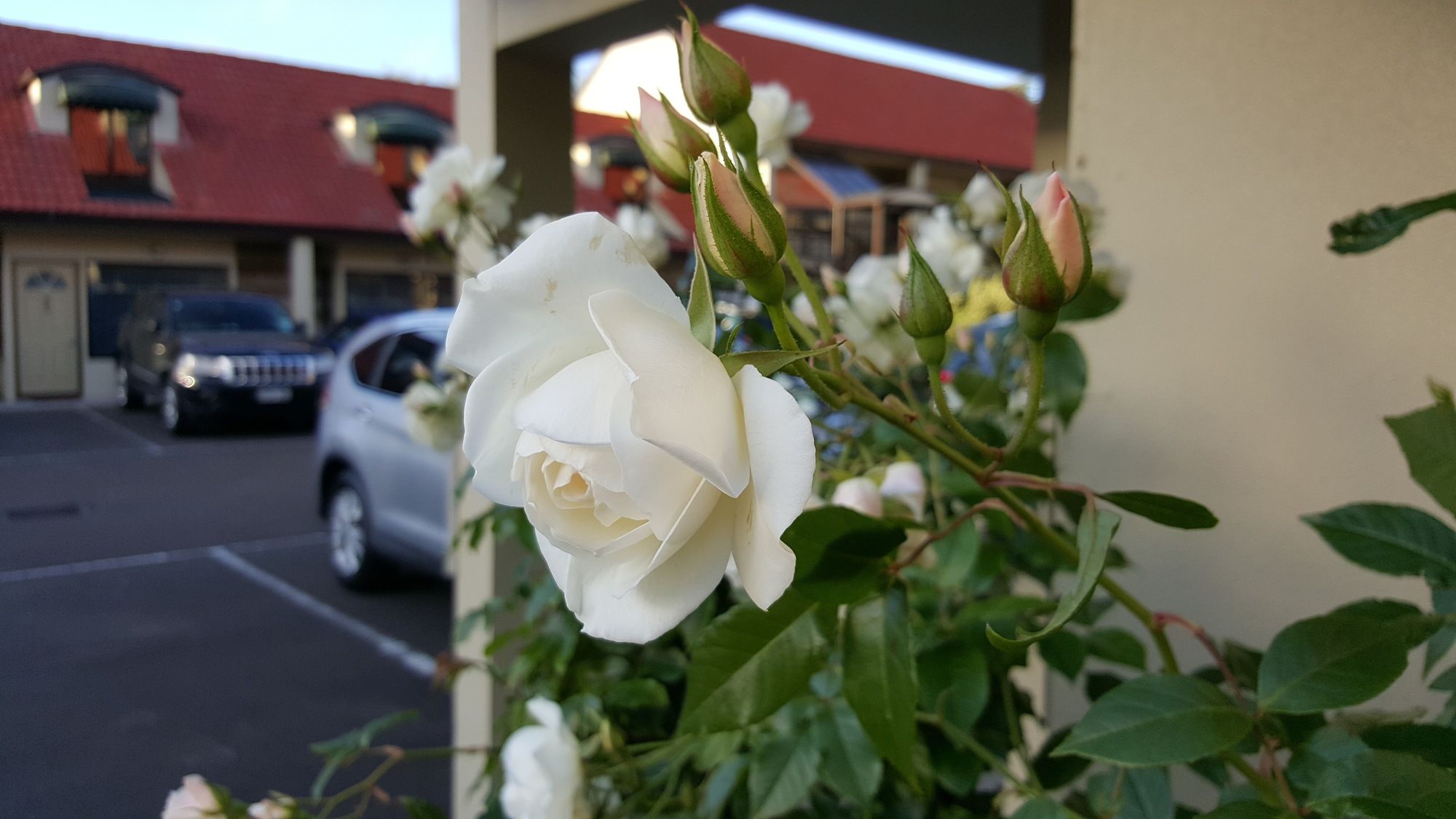 Rose City Motel