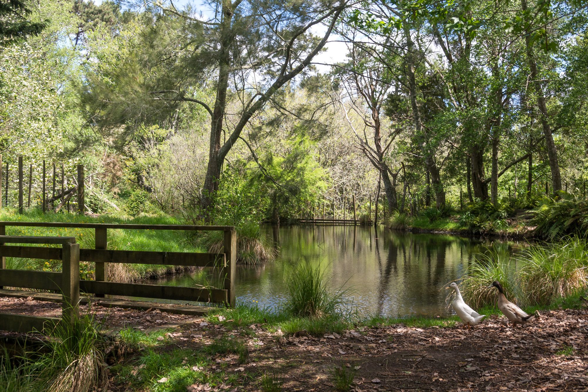 Mokoia Downs B&B