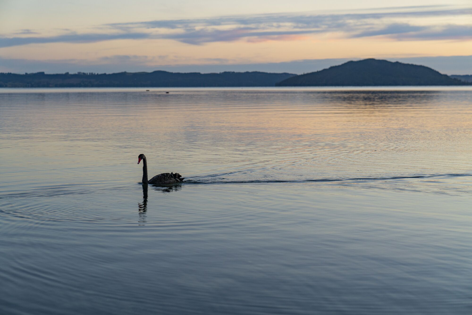 Silver Fern Rotorua Suites & Spa