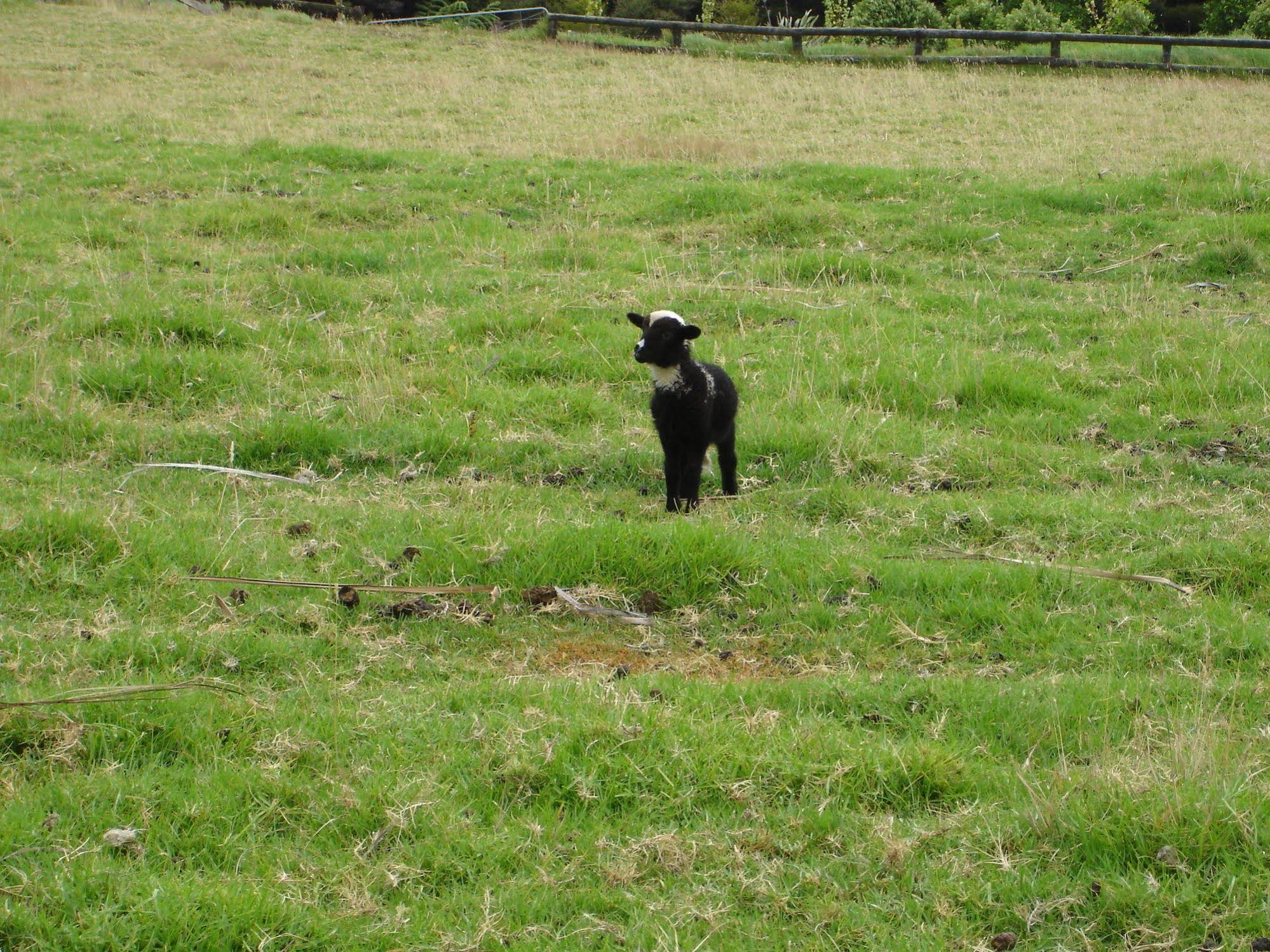 Country Homestead at Black Sheep Farm