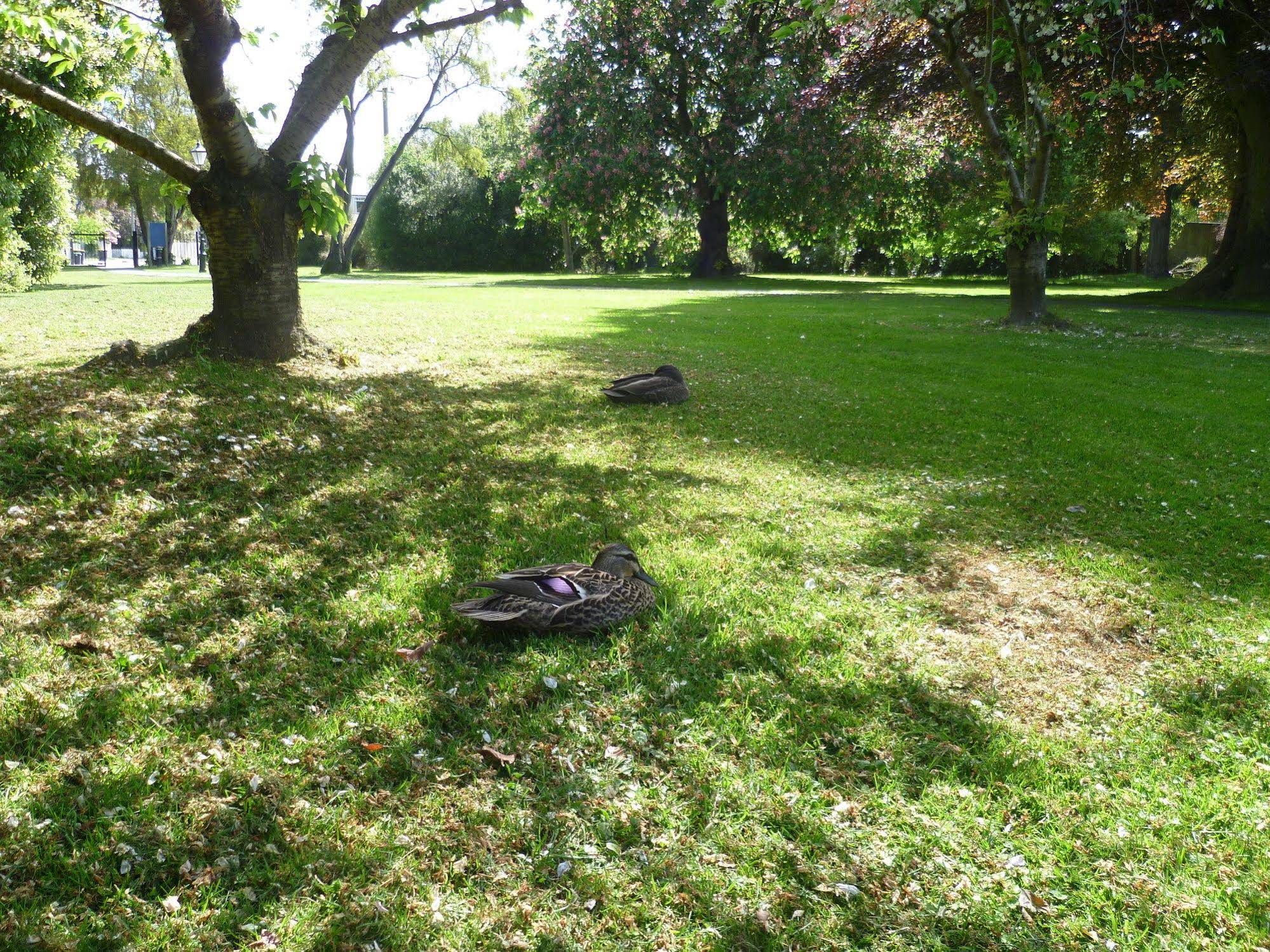 162 Kings of Riccarton