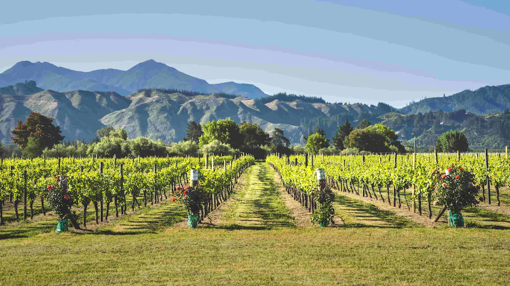 Olive & Vine Estate