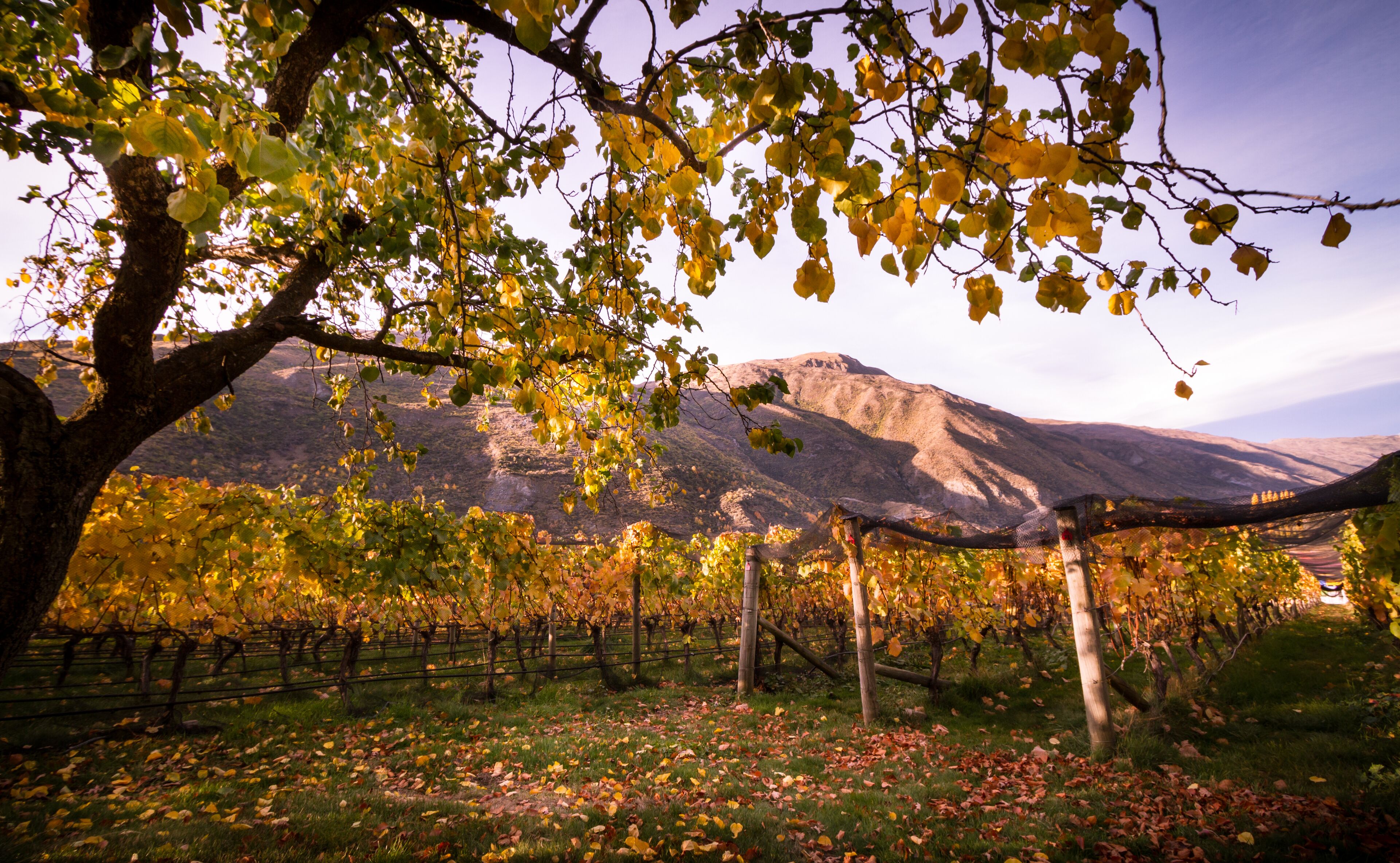 Gibbston Valley Lodge & Spa