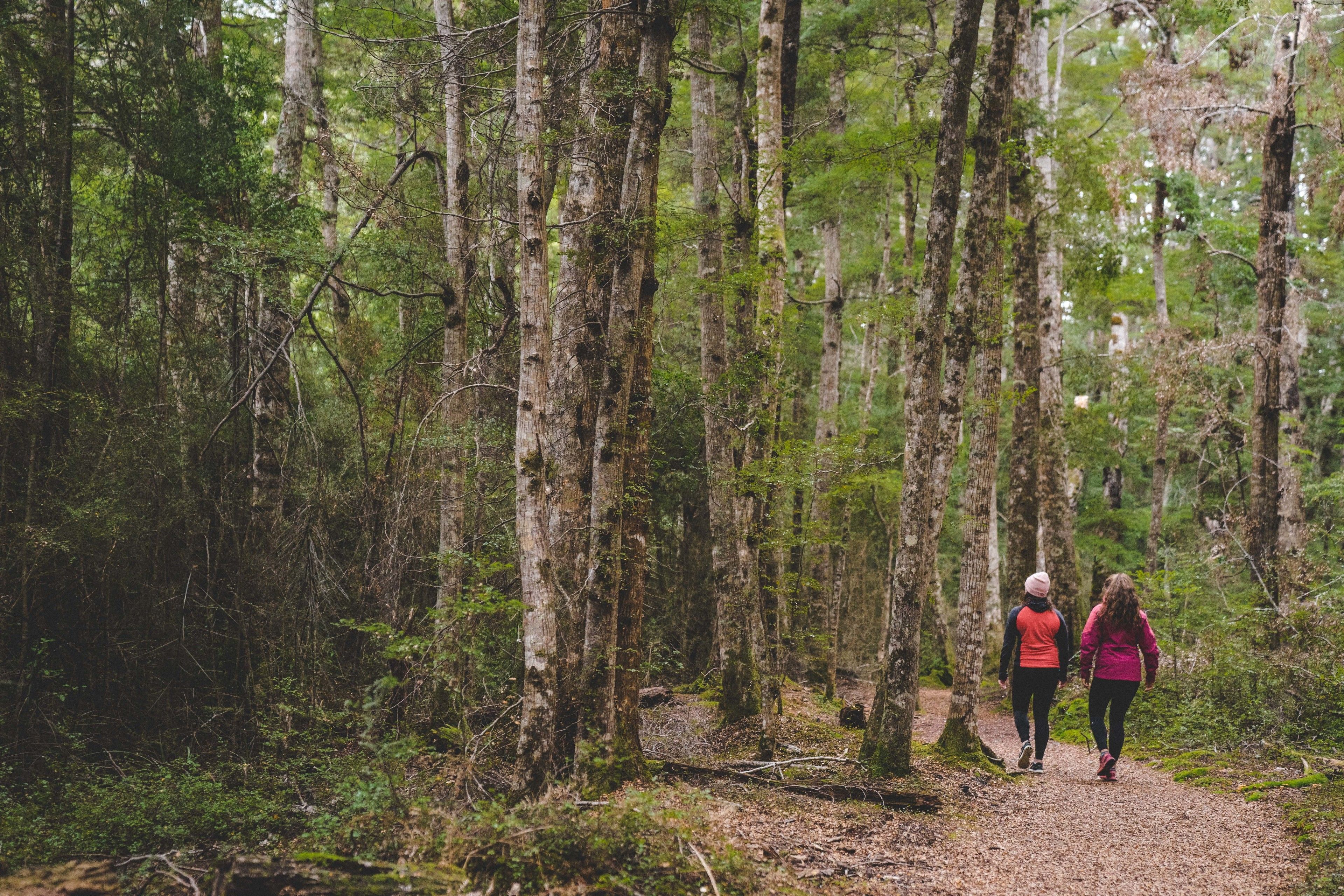 Lone Moose Backpackers