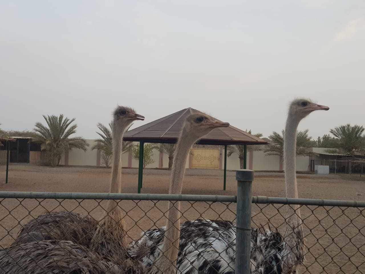 Asahalah Farm Villas