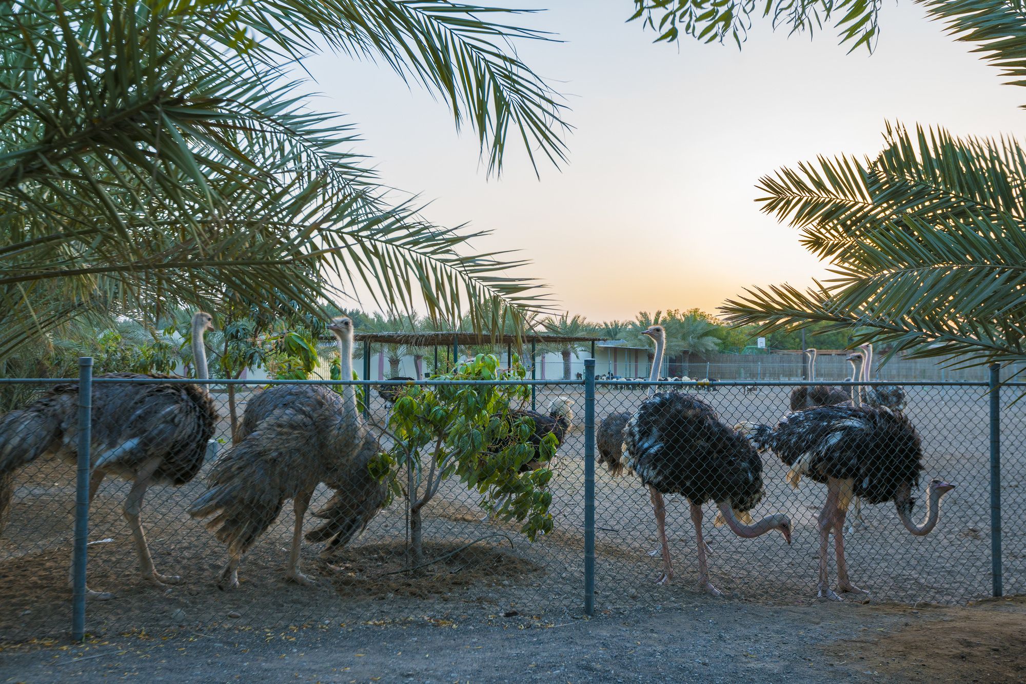Asahalah Farm Villas