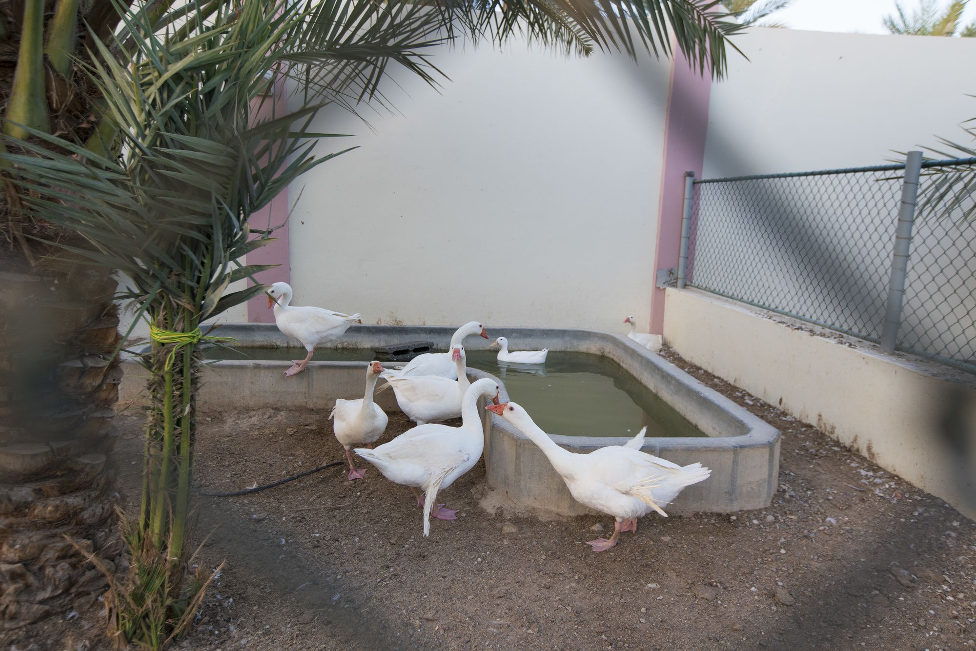 Asahalah Farm Villas