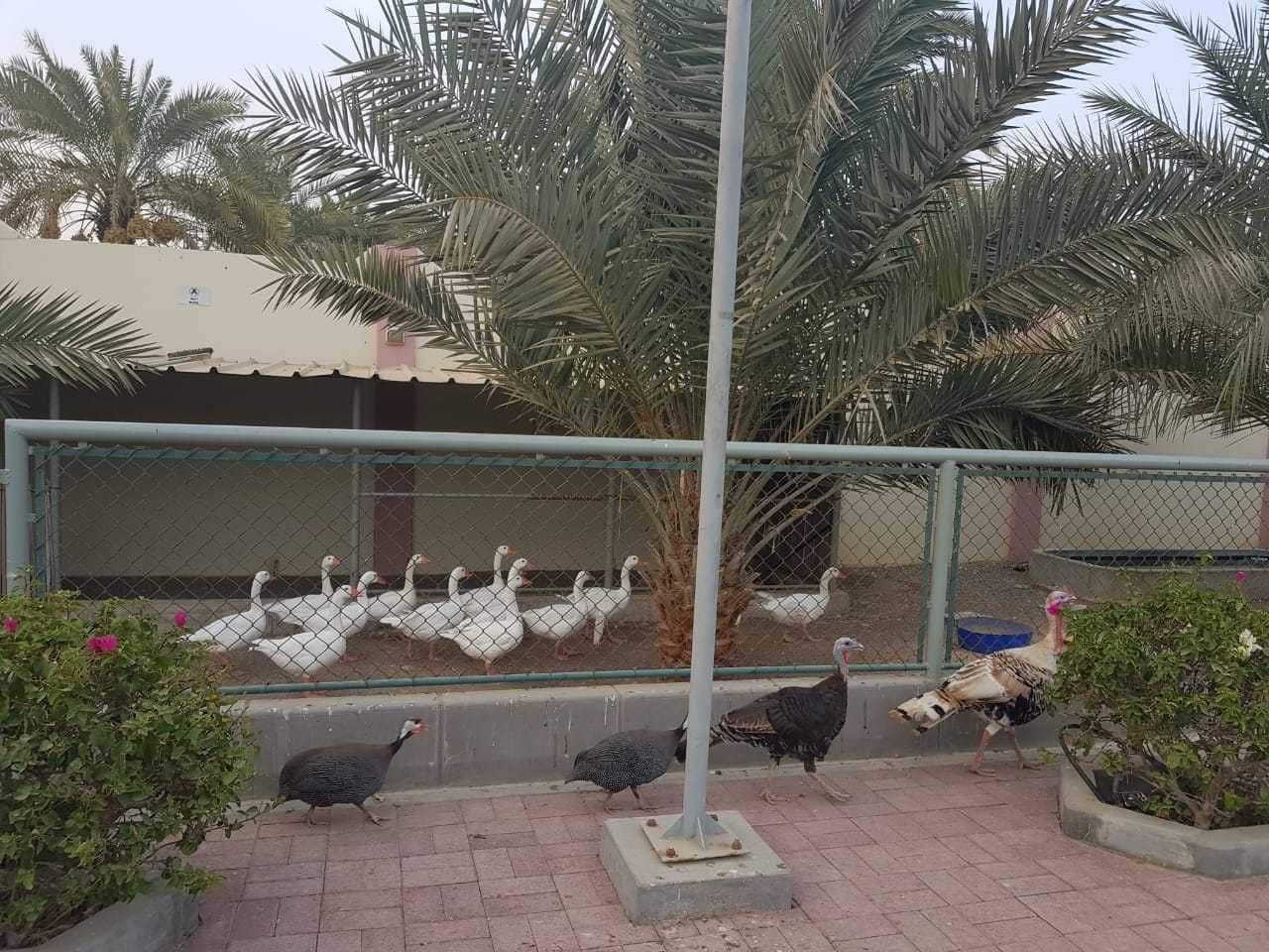 Asahalah Farm Villas