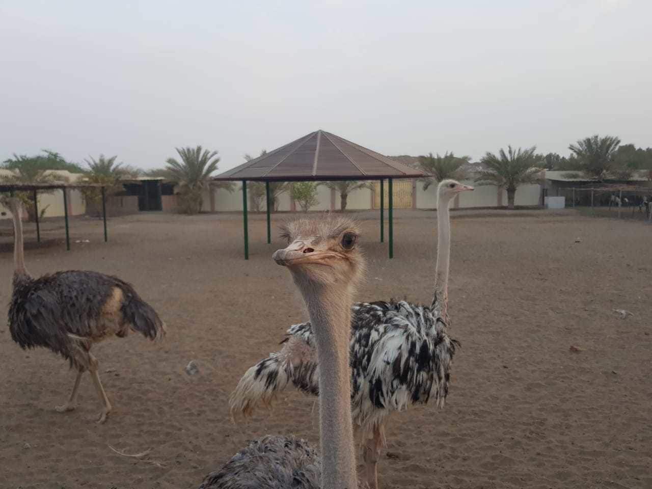 Asahalah Farm Villas