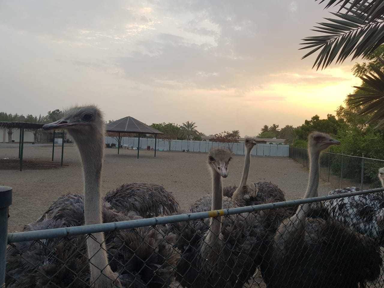 Asahalah Farm Villas
