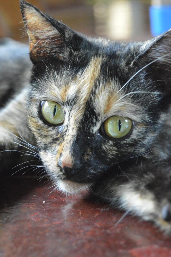 Beverly's Hill Guest House