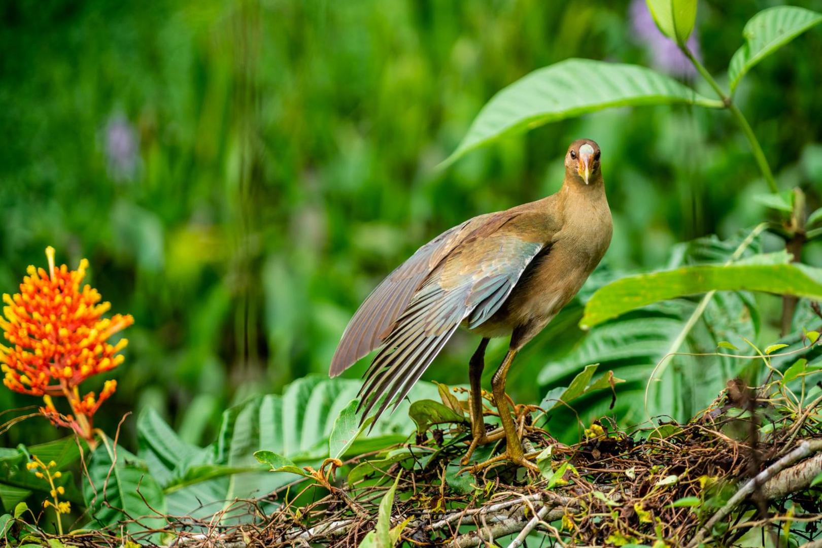 Hotel Eclypse de Mar Acqua Lodge