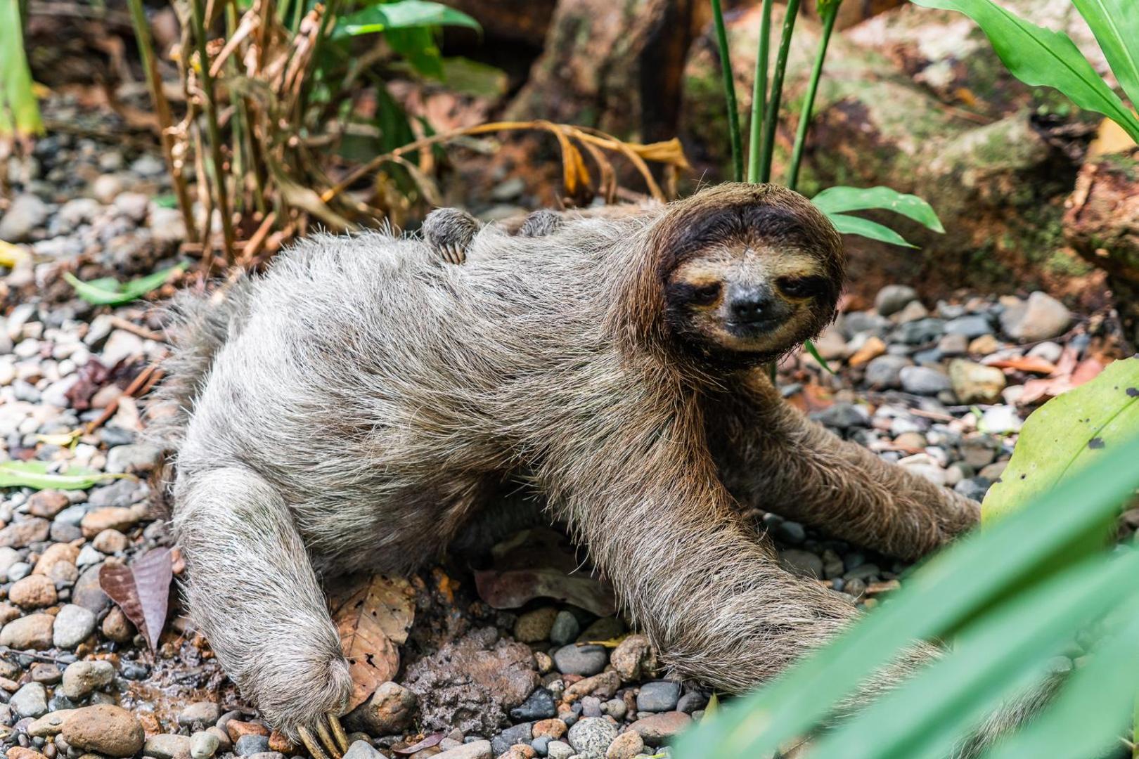 Hotel Eclypse de Mar Acqua Lodge