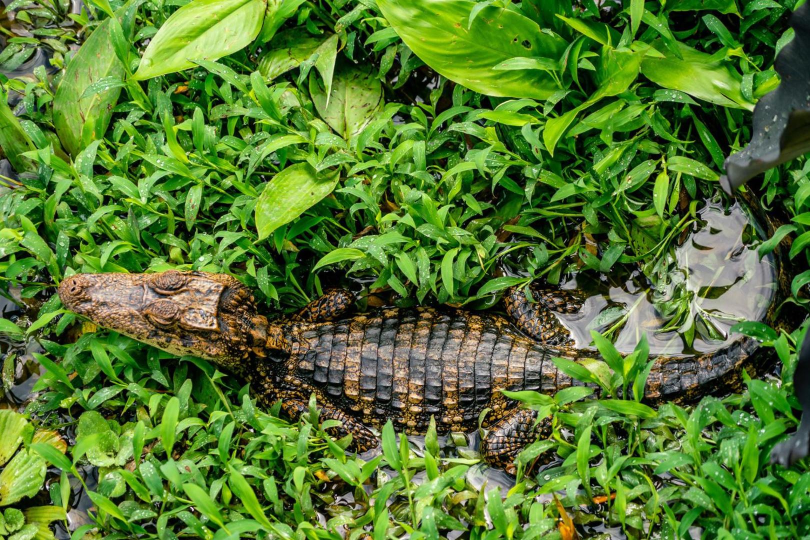 Hotel Eclypse de Mar Acqua Lodge
