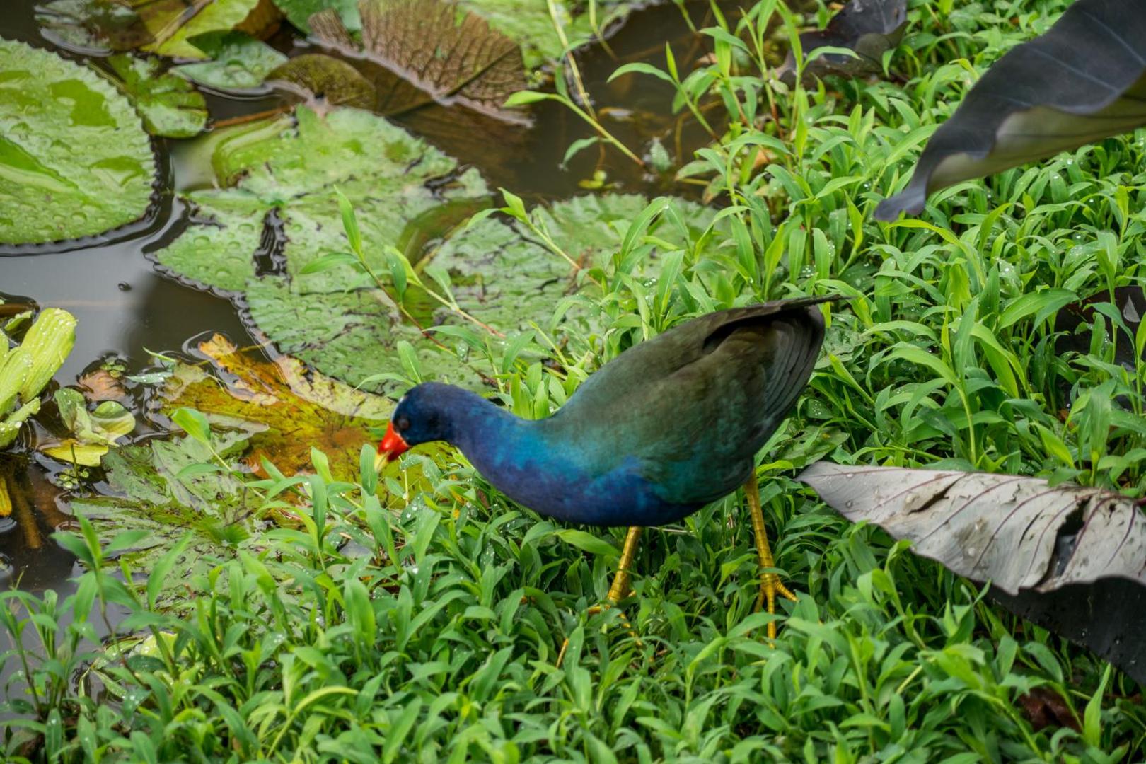 Hotel Eclypse de Mar Acqua Lodge