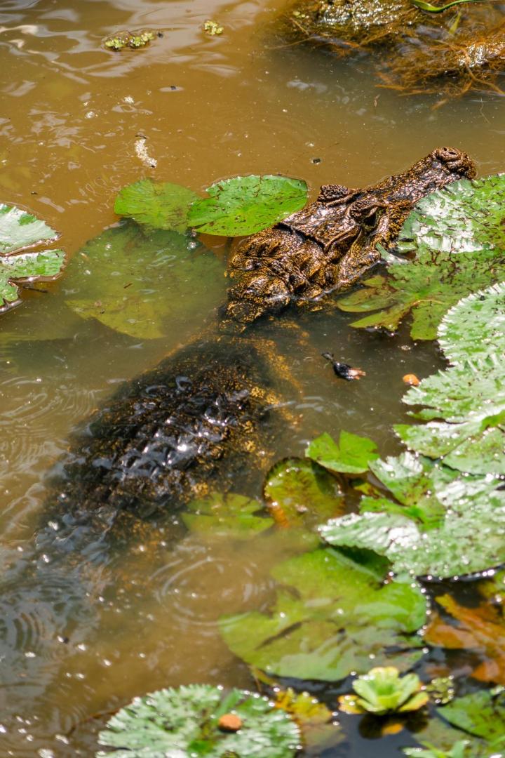 Hotel Eclypse de Mar Acqua Lodge