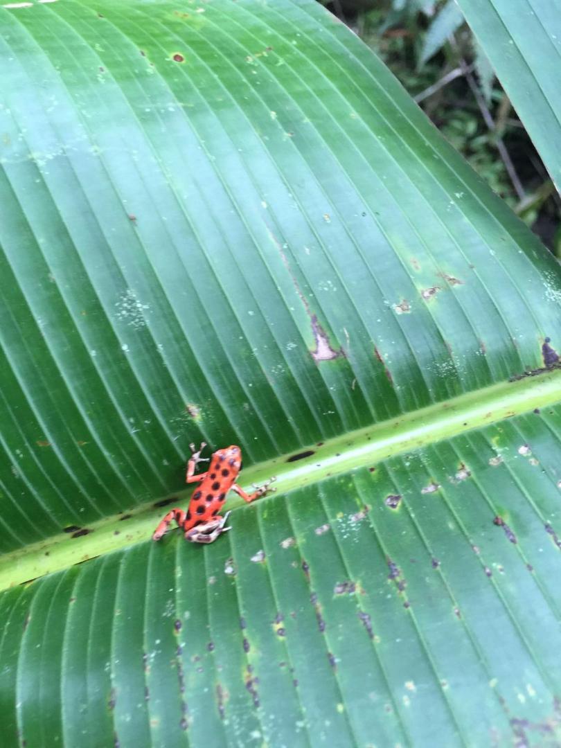 Hotel Eclypse de Mar Acqua Lodge