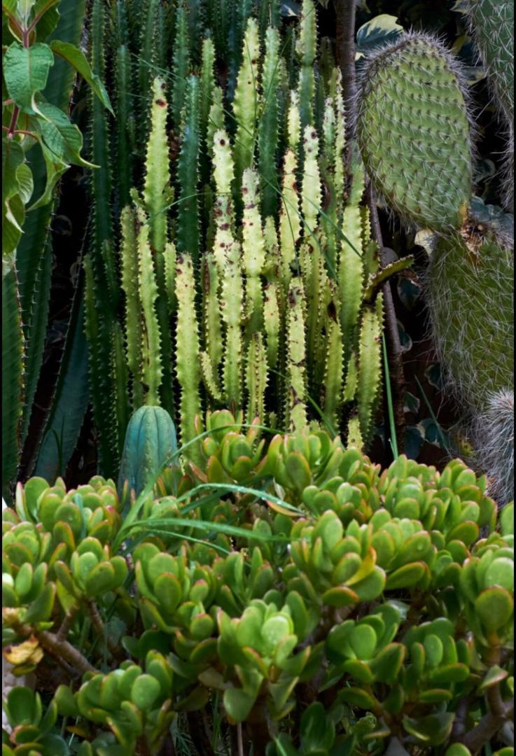 The Green House