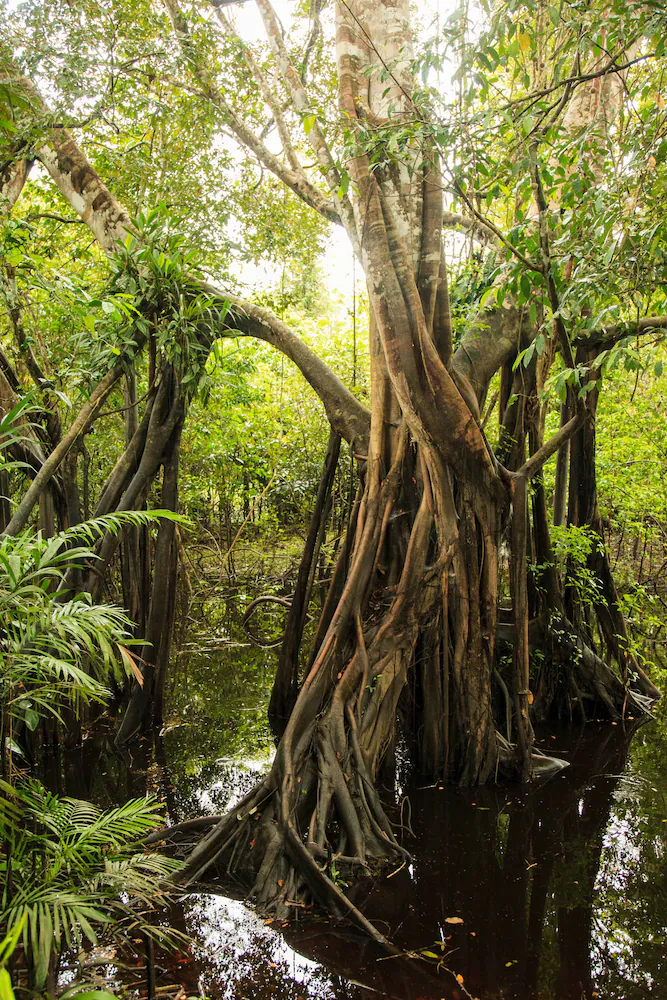 Amazonas Sinchicuy Lodge