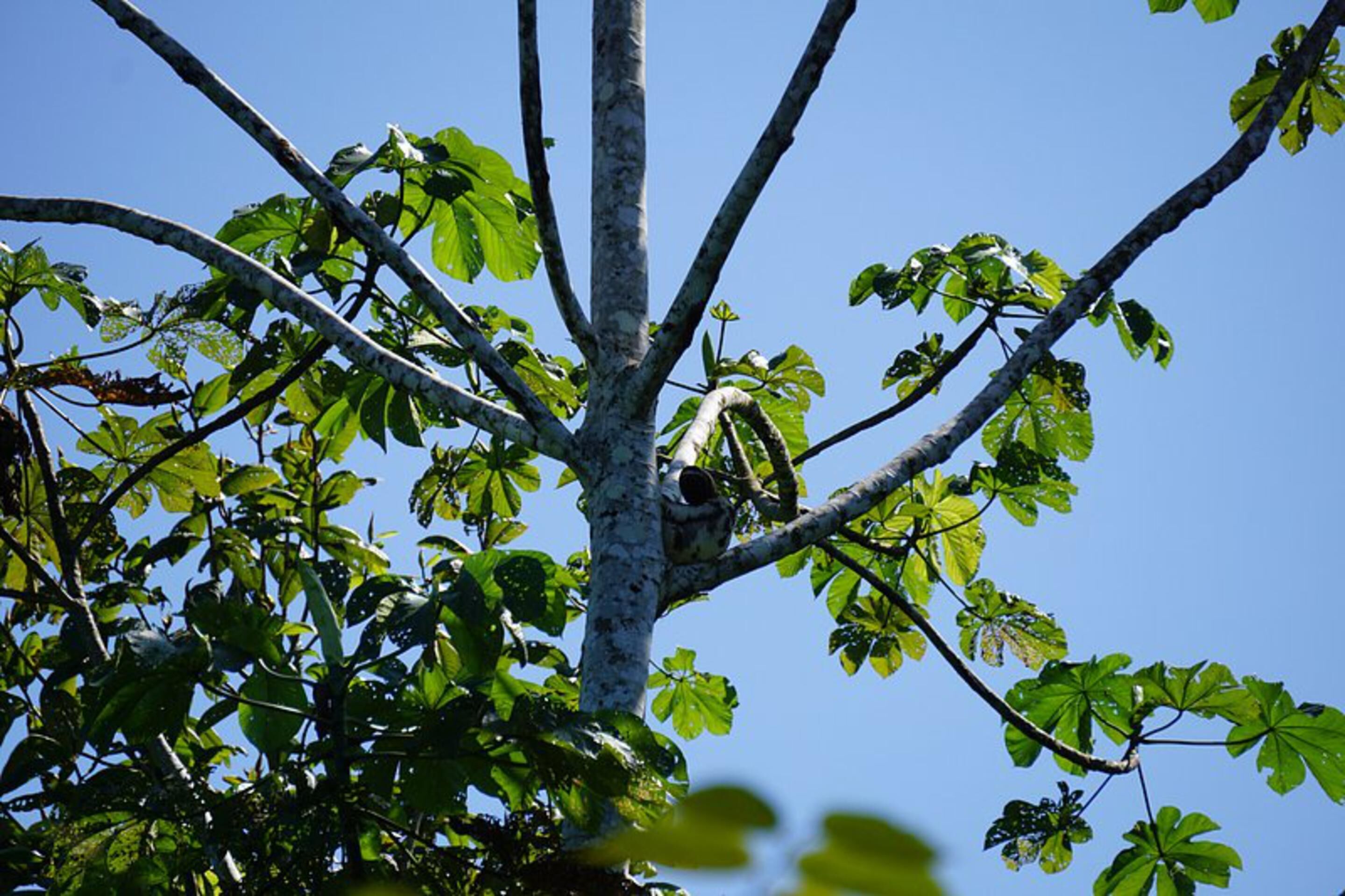 Ayaymama Eco Lodge & Expeditions