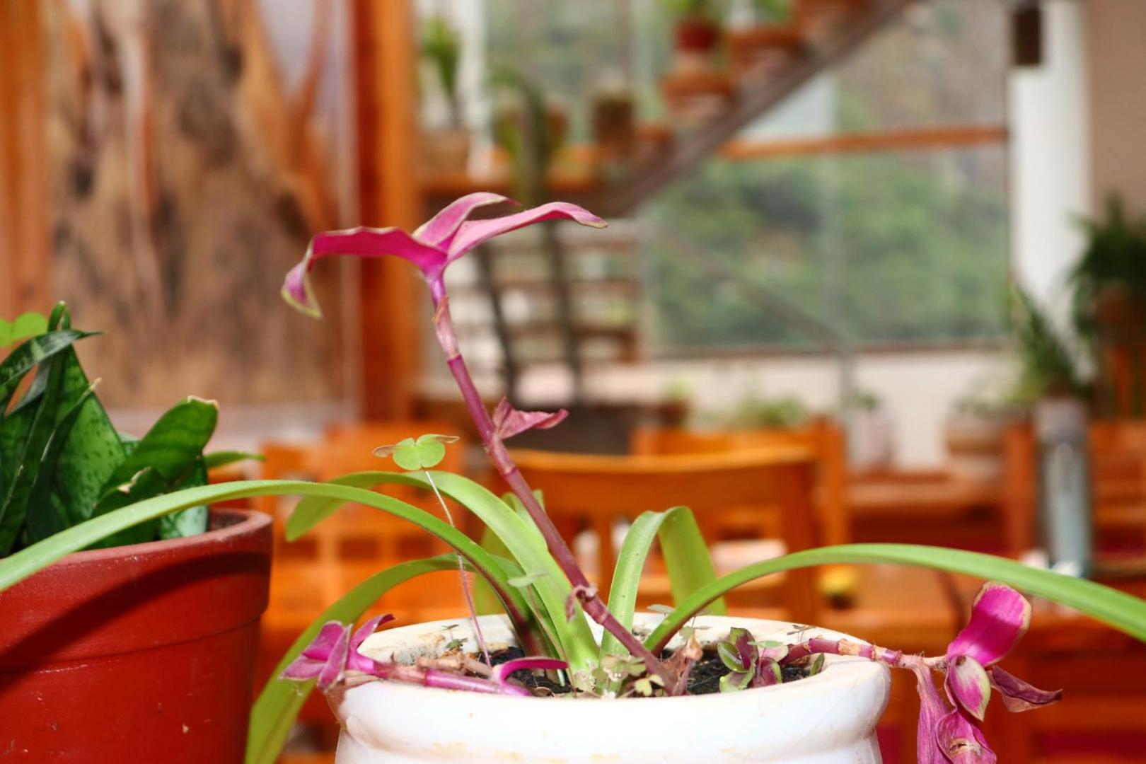 Waman Hotel Machu Picchu Standard