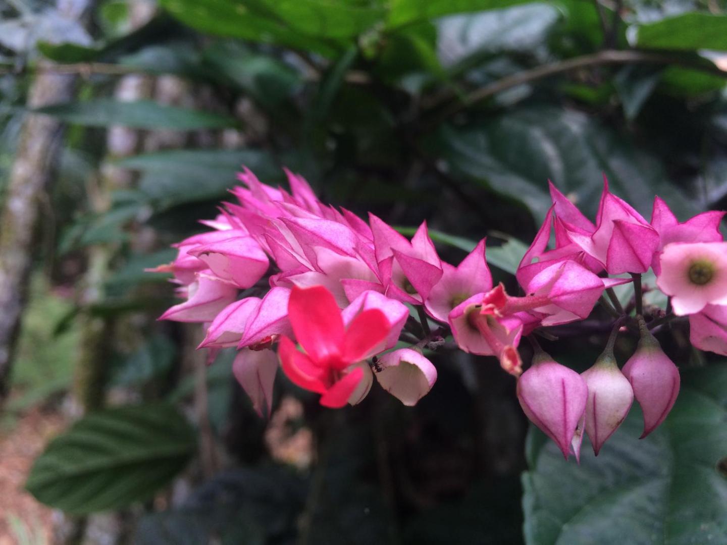 Hacienda Herrera Tambopata