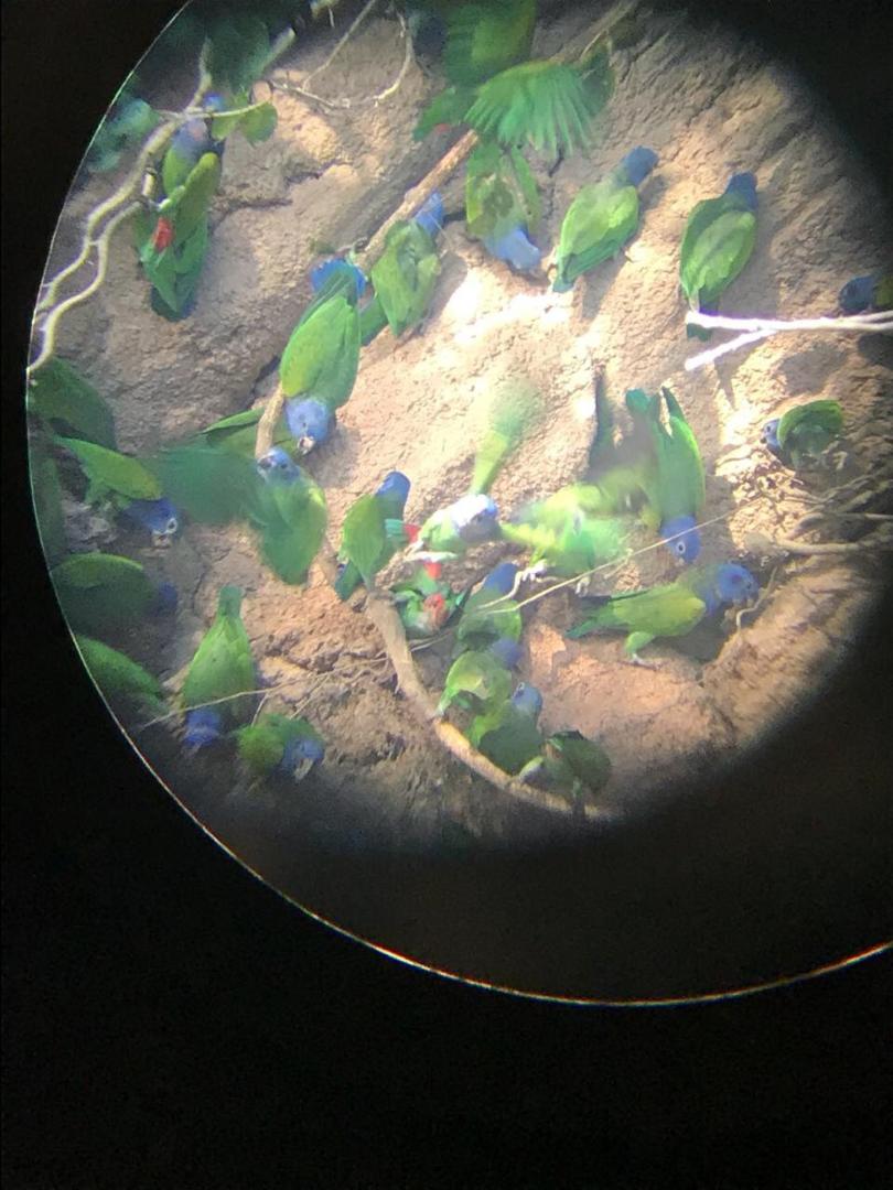 Hacienda Herrera Tambopata