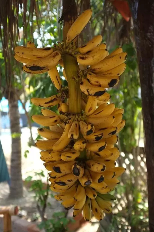 Mamaqocha