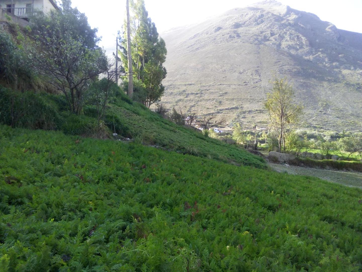 La Finca Tarma