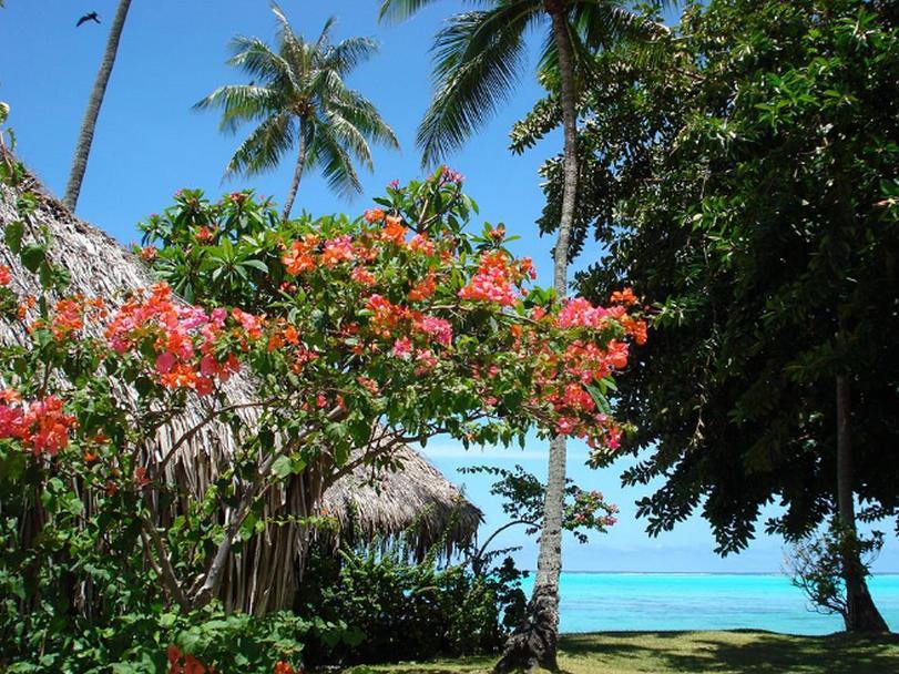 Hotel Hibiscus