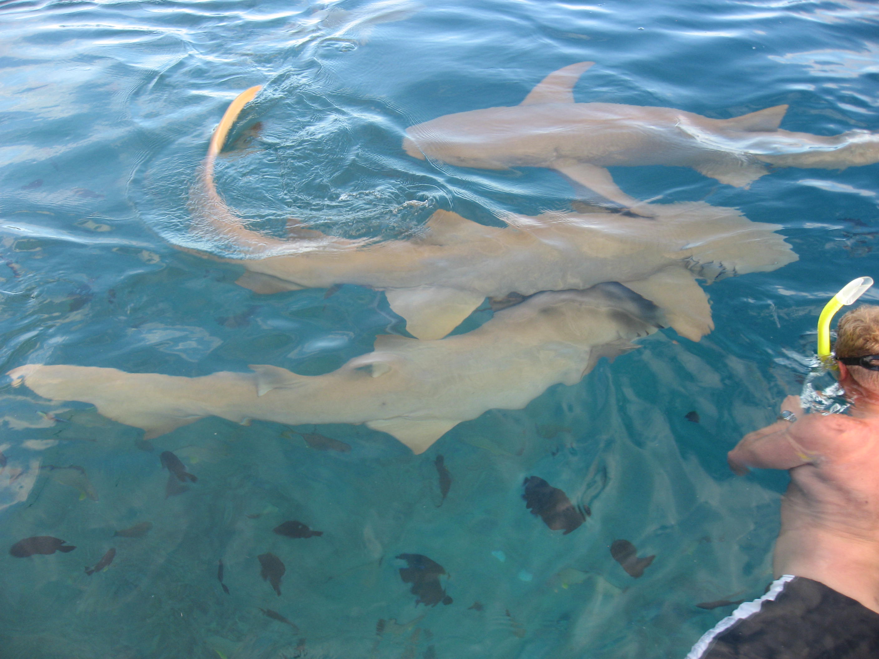 Linareva  Moorea