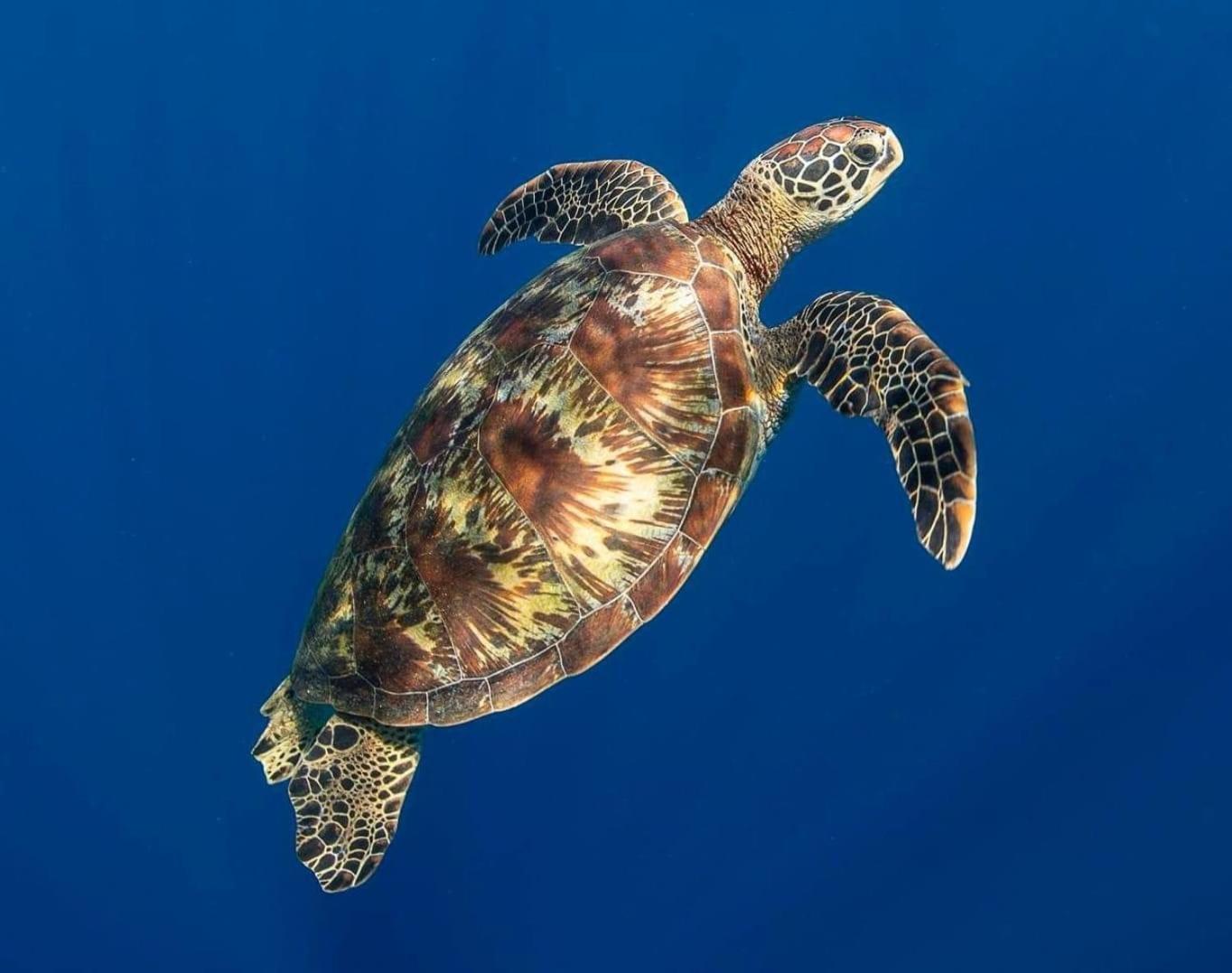 EDEN Private Island TAHA'A