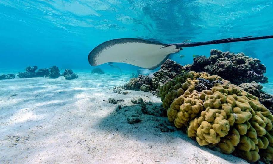 EDEN Private Island TAHA'A